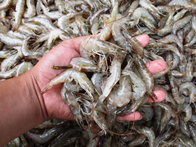 Doanh nghiệp thủy sản gặp khó