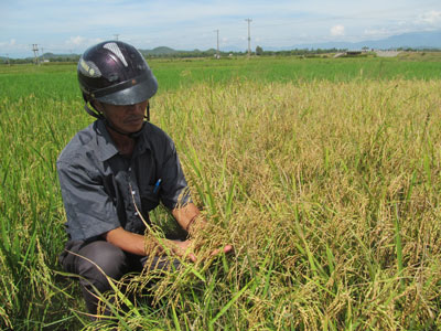 Ruộng lúa của ông Sử đạt năng suất ổn định sau khi cải tạo.