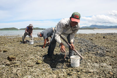 Người dân đào sá sùng trên bãi triều thôn Xuân Đông (xã Vạn Hưng).