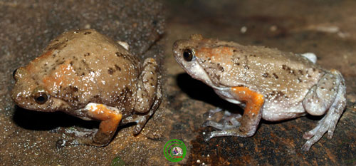 Phát hiện loài ễnh ương mới ở Việt Nam