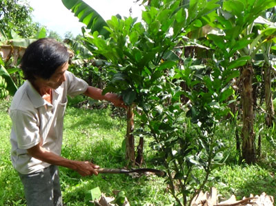 Cây bưởi da xanh phát triển tốt trên đất Khánh Vĩnh.