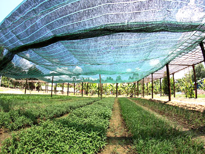 Độc đáo ẩm thực Làng Tre