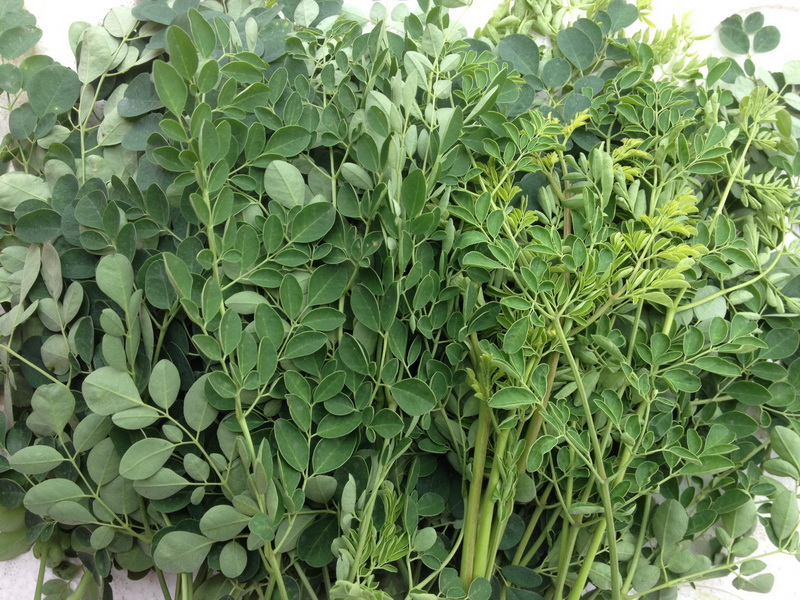 Ăn rau chùm ngây tốt cho sức khỏe