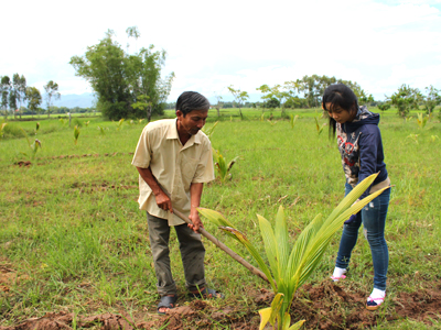 Cán bộ Trung tâm Khuyến nông - Khuyến ngư tỉnh (bên phải) hướng dẫn cho nông dân kỹ thuật trồng dừa xiêm dây.