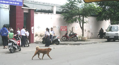 Cần quản lý chặt việc nuôi chó trong khu dân cư