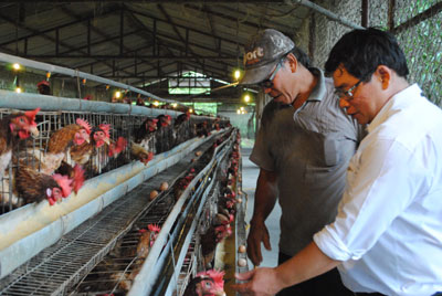 Gia đình ông Phạm Văn Phấn (trái) vay vốn ngân hàng đầu tư chăn nuôi gà.