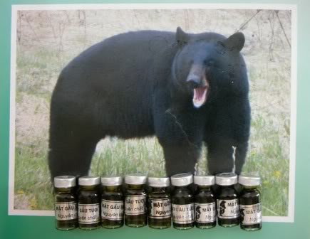 Uống rượu pha mật gấu - Coi chừng tai biến!