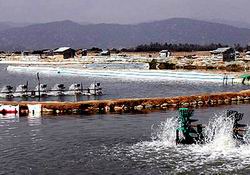 Rà soát hoạt động nuôi trồng thủy sản