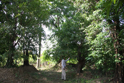 Khi “cơn sốt” cây cảnh hạ nhiệt