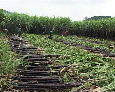 Khánh Sơn: Đổi thay từ Nghị quyết “tam nông”