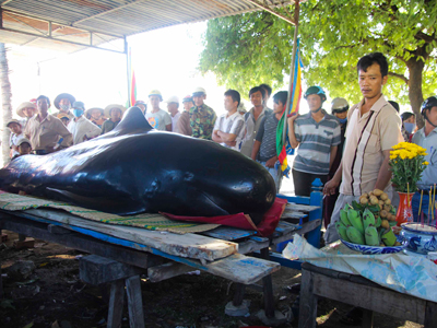 Cá voi trôi dạt vào khu vực biển Vạn Lương