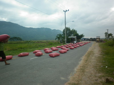 Phơi lúa chiếm đường