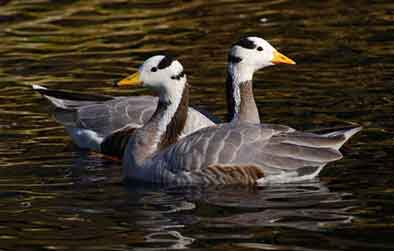 Thịt ngỗng món ăn tốt cho người tiểu đường