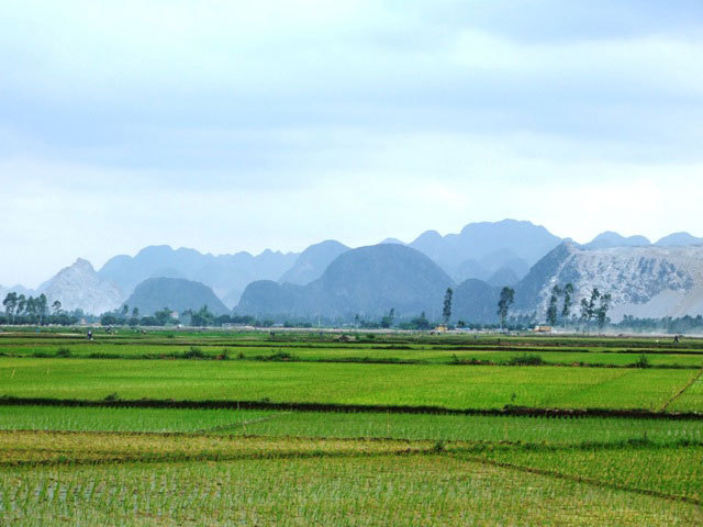 Miễn tiền thuê đất cho doanh nghiệp phục vụ cánh đồng lớn