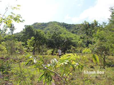 Dang dở giấc mơ… sưa!