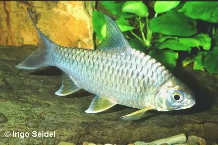 Cá mè món ăn vị thuốc chữa rối loạn tiền đình