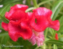 Hoa mào gà chữa thổ huyết