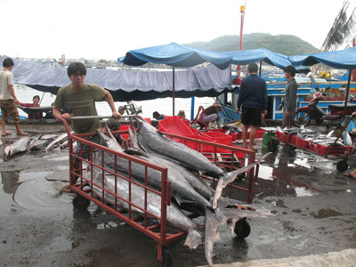 Sẽ đầu tư nâng cấp 2 cảng cá Hòn Rớ và Vĩnh Lương