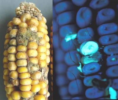 Aflatoxin B1 chứa trong thực phẩm bị nấm mốc rất có hại cho gan.