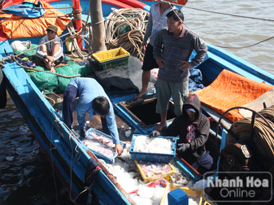 Đưa cá từ khoang chứa lên sàn tàu để đưa lên bờ.