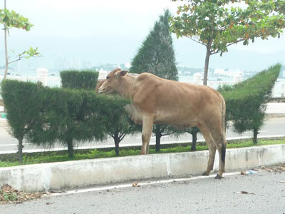 Gia súc thả rông