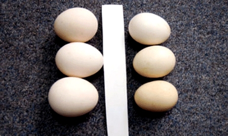Trứng gà ta giả (trái) có màu trắng phớt hồng và to hơn trứng thật (phải). Ảnh minh họa internet