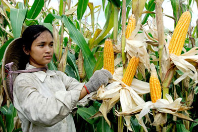 Người dân Khánh Vĩnh thu hoạch bắp.