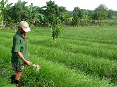 Ruộng kiệu ở Cam Đức khá đẹp, báo hiệu vụ thu hoạch thắng lợi.