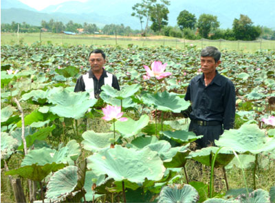 Nông dân đã chuyển đổi ruộng lúa 1 vụ kém hiệu quả sang trồng sen cho thu nhập cao.