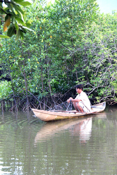 Lộc từ rừng đước