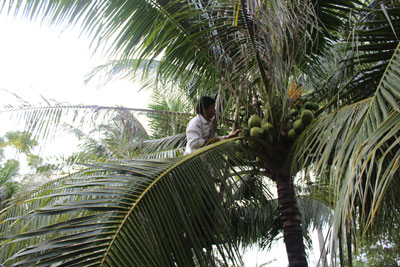 Tập trung chỉ đạo phát triển kinh tế