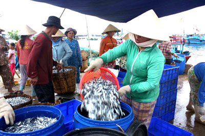 Ngư dân được mùa cá cơm