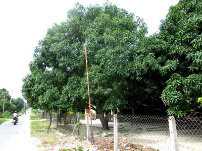 Vườn xoài trái vụ ở Cam Lâm đã bị rụng hết quả do mưa nhiều.