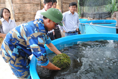 Trồng rong nho thử nghiệm ở Vùng 4 Hải quân.