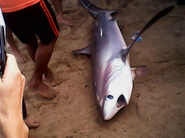 Cá nhám dạt vào bãi biển Nha Trang không là loài cá nguy hiểm