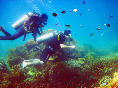 Thăm đáy biển xuân