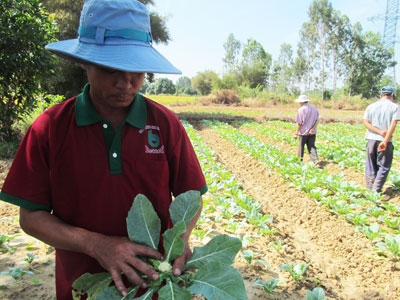 Súp-lơ ra bông sớm: Tại giống hay canh tác chưa hợp lý?