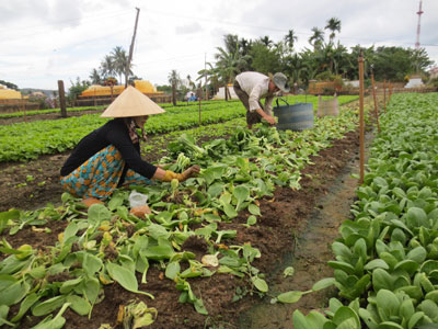 Hỗ trợ phụ nữ nghèo phát triển kinh tế