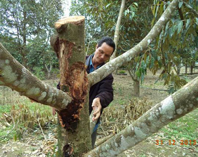 Không biết cách điều trị, người dân chỉ biết cưa bỏ phần thân và cành sầu riêng bị sâu ăn vỏ.