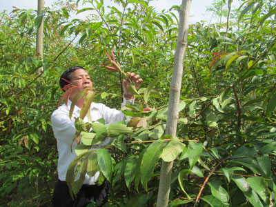 Người đam mê thảo mộc