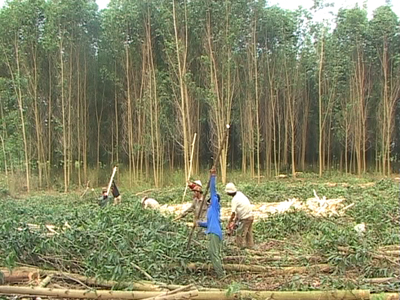 Thu hoạch keo tại Khánh Vĩnh.