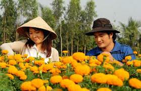 Mùa hoa vạn thọ