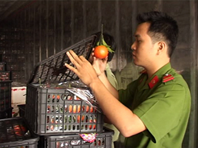 Bắt 1 vụ vận chuyển trái cây Trung Quốc