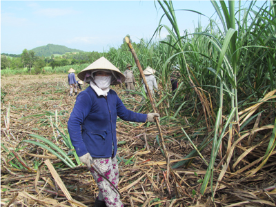 Thu hoạch mía tại Ninh Hưng (Ninh Hòa). Ảnh minh họa