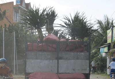 Những sắc hoa xuân đầu tiên ra phố