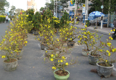 VietJetAir không vận chuyển chậu mai, đào