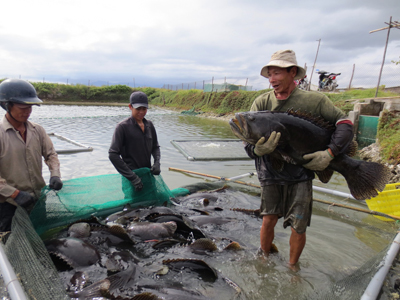 Cá mú nghệ được người nuôi trồng Cam Ranh cung ứng trong dịp Tết.