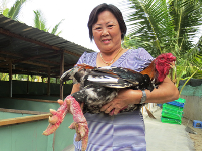 Gà Đông Tảo đang là sản phẩm hút hàng ở Khánh Hòa.