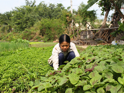 Thời tiết lạnh, rau được mùa