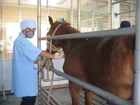 0907/ Nhân viên của Trại Suối Dầu đang kiểm tra sức khỏe của ngựa trước khi lấy huyết thanh.